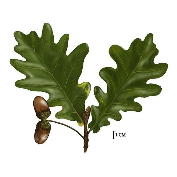 Dąb szypułkowy, rys. C.W.