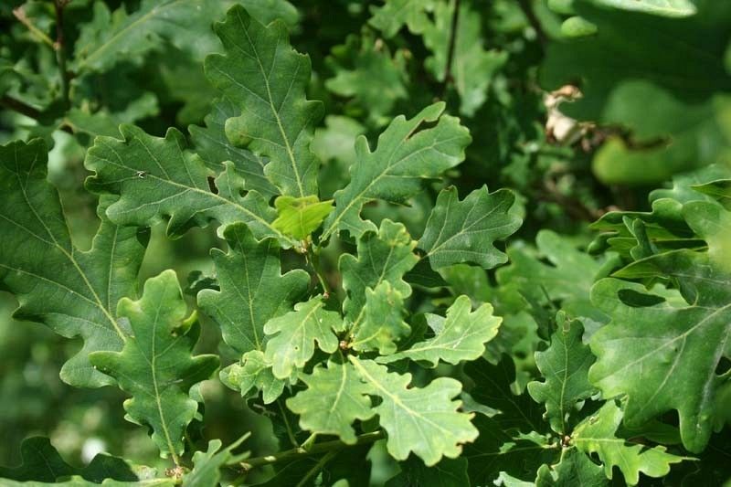 Dąb liście fot. S.M.