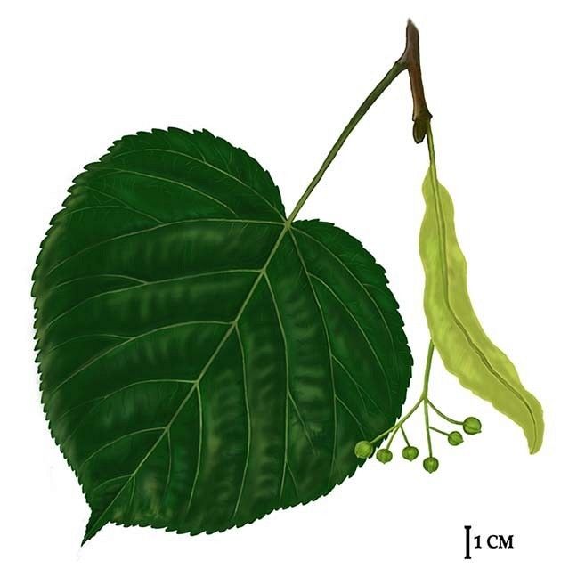 Lipa szerokolistna, rys. C.W.