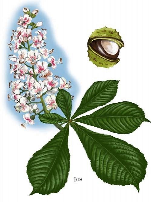 Kasztanowiec zwyczajny, rys. C.W.