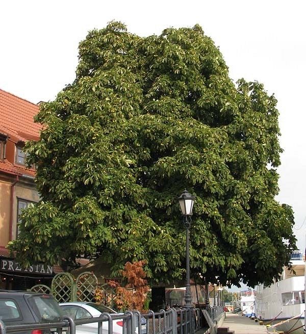 Kasztanowiec pokrój fot. A.H.