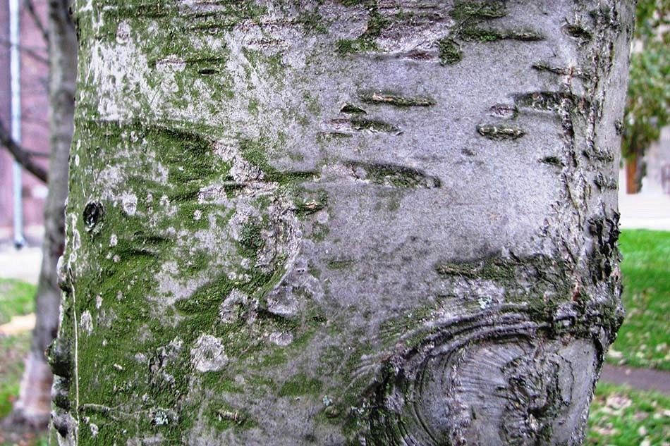 Jarząb kora fot. A.H.