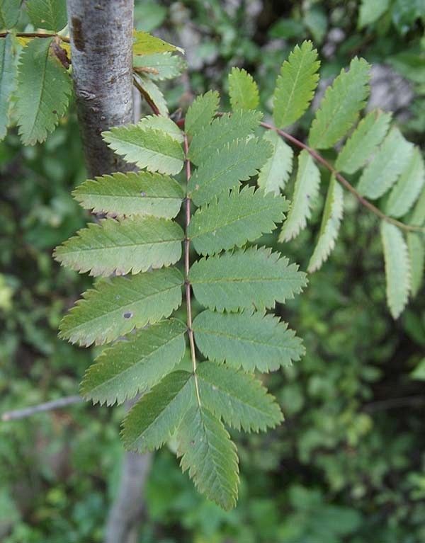Jarząb liście fot. J.K.