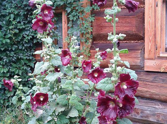 Zdjecie Jowity Kurach