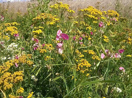 Zdjęcie Kamili Kubic