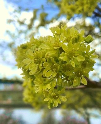 Klon zwyczajny, kwiaty fot. KK