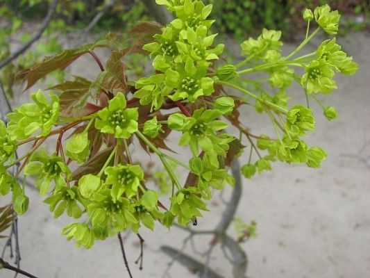 Klon kwiaty fot. M.B.