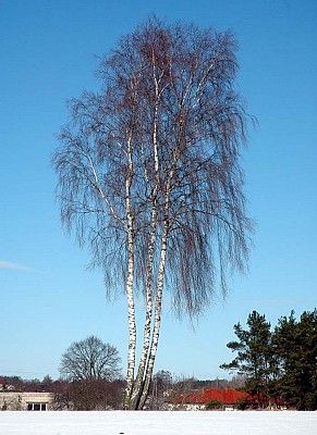 Brzoza pokrój fot. M.W.