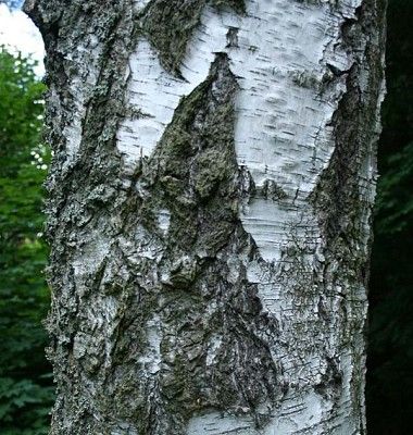 Brzoza kora fot. S.M.