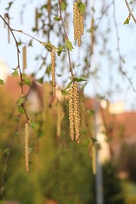 Kwitnąca brzoza fot. MWS