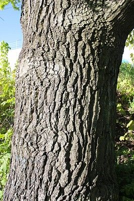 Kora dębu fot. MWS