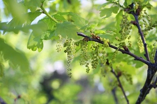 Kwitnący dąb fot. MWS