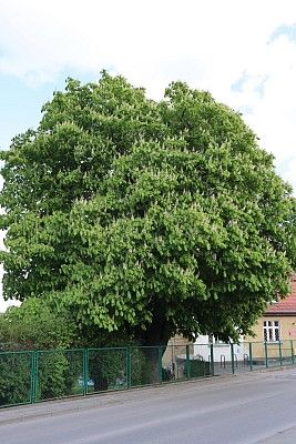 Pokrój drzewa fot. K.K.