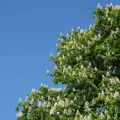 Kasztanowiec kwiaty fot. S.M.