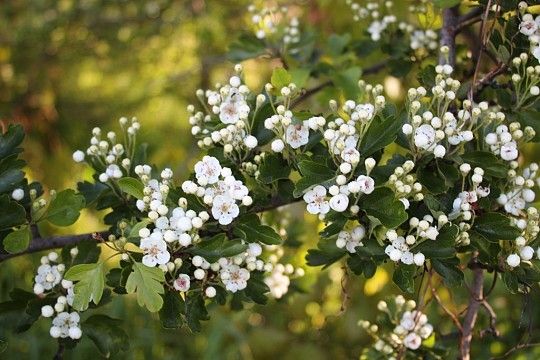 Kwitnący głóg, fot. MWS