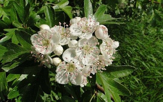 Głóg kwiaty fot. D.O.